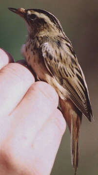 Image of Aquatic Warbler