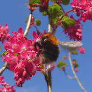 Image of Bombus hypnorum (Linnaeus 1758)