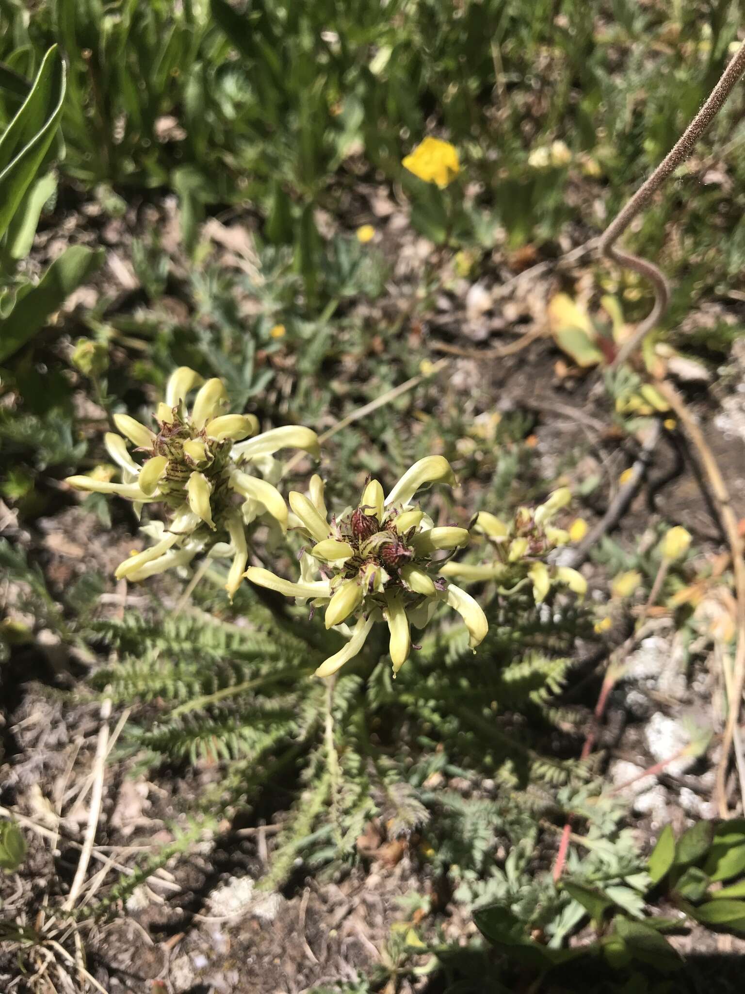 Image de Pedicularis parryi A. Gray