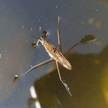 Image of Common pond skater