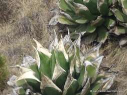 Image of Agave scaposa Gentry