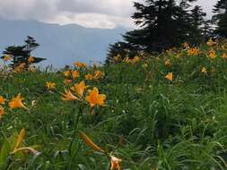 Image of Hemerocallis middendorffii var. esculenta (Koidz.) Ohwi