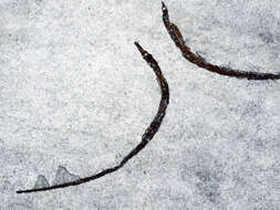 Image of Pelagic Spiny Pipefish