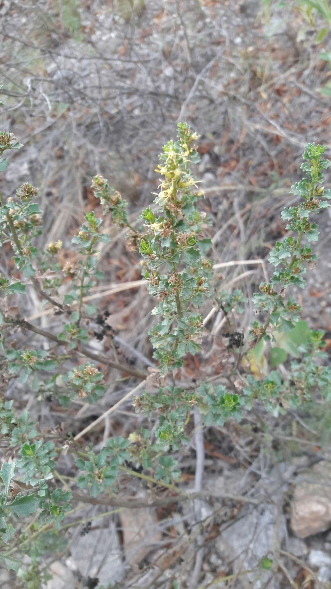 Image of Baccharis flabellata Hook. & Arn.