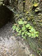 Image of West Indian Clearweed