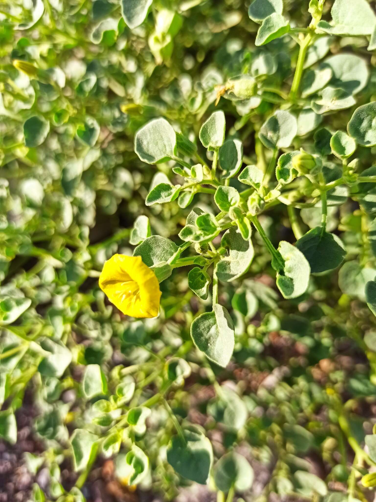 Image of Physalis crassifolia var. infundibularis I. M. Johnst.