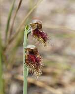 Calochilus robertsonii Benth.的圖片