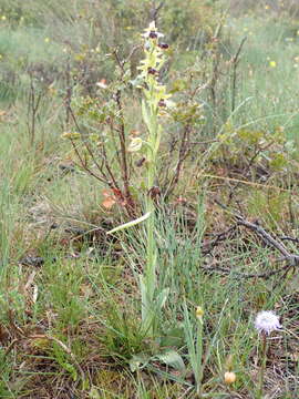 Image of Ophrys sphegodes subsp. araneola (Rchb.) M. Laínz