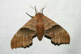 صورة Pachysphinx modesta (Harris 1839)