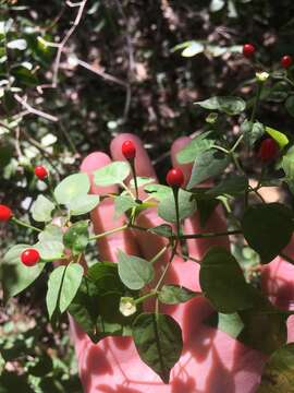 Imagem de Capsicum annuum var. glabriusculum (Dun.) Heiser & Pickersgill