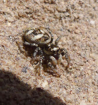 Image of Zebra spider