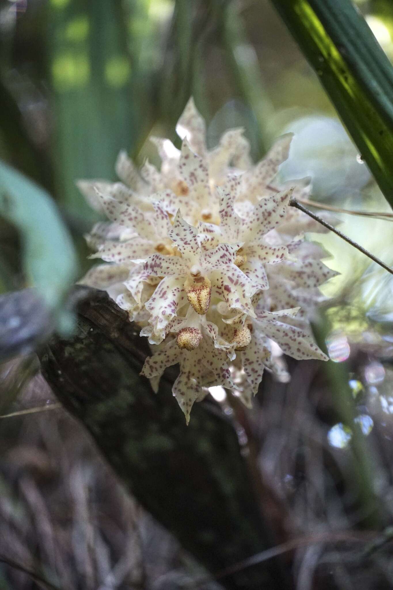 Image of Xylobium leontoglossum (Rchb. fil.) Benth. ex Rolfe