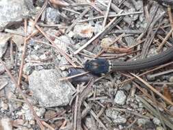 Image of Kinkelin Graceful Brown Snake