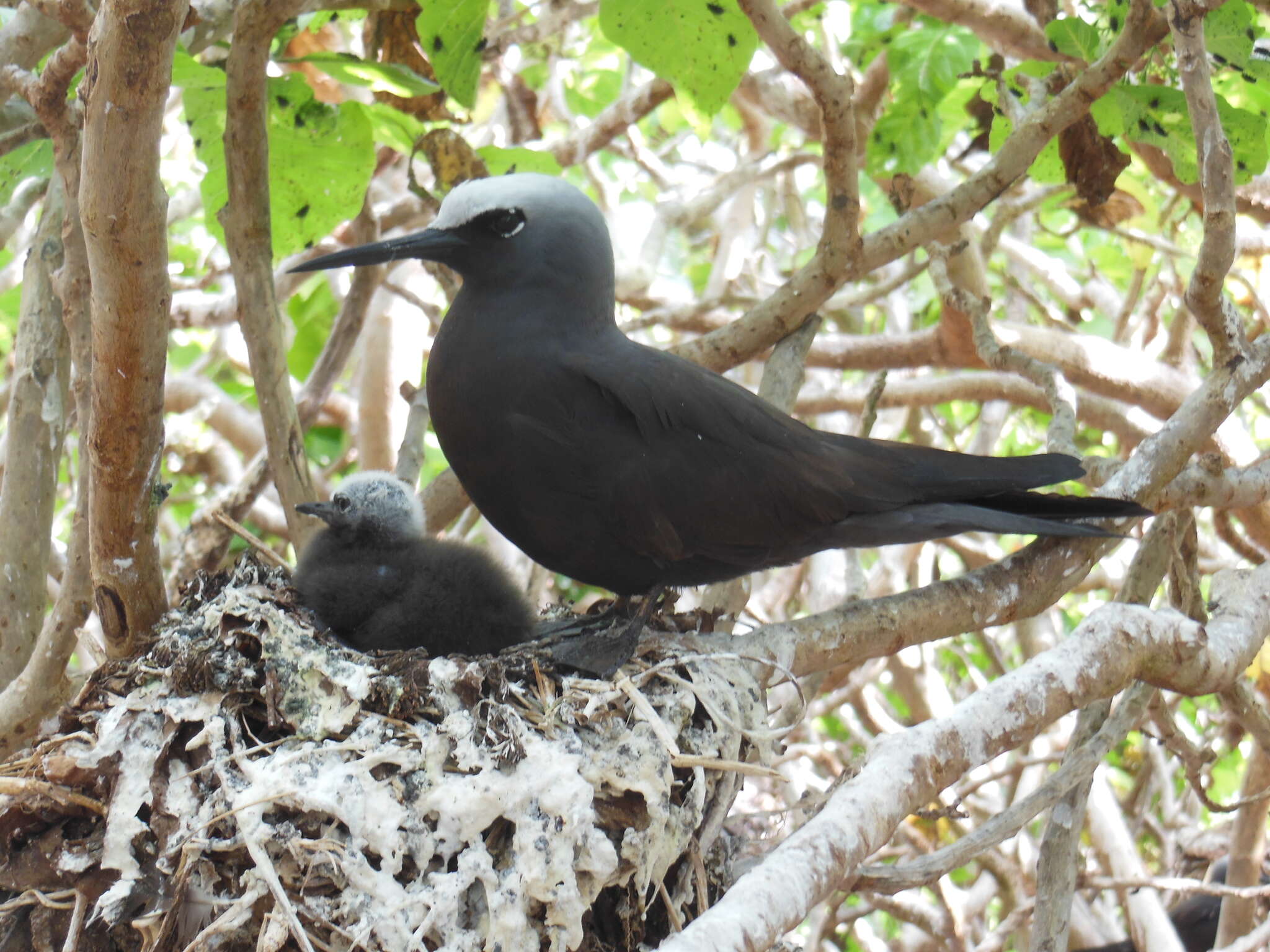 Image of Black Noddy