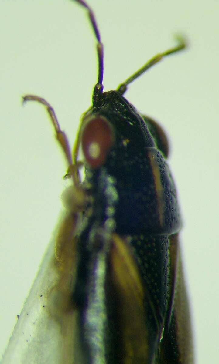 Image of <i>Geocoris ater</i>