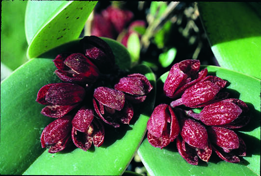 Image of Acianthera johnsonii (Ames) Pridgeon & M. W. Chase