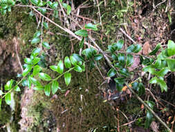 Imagem de Ilex yunnanensis var. parvifolia (Hayata) S. Y. Hu