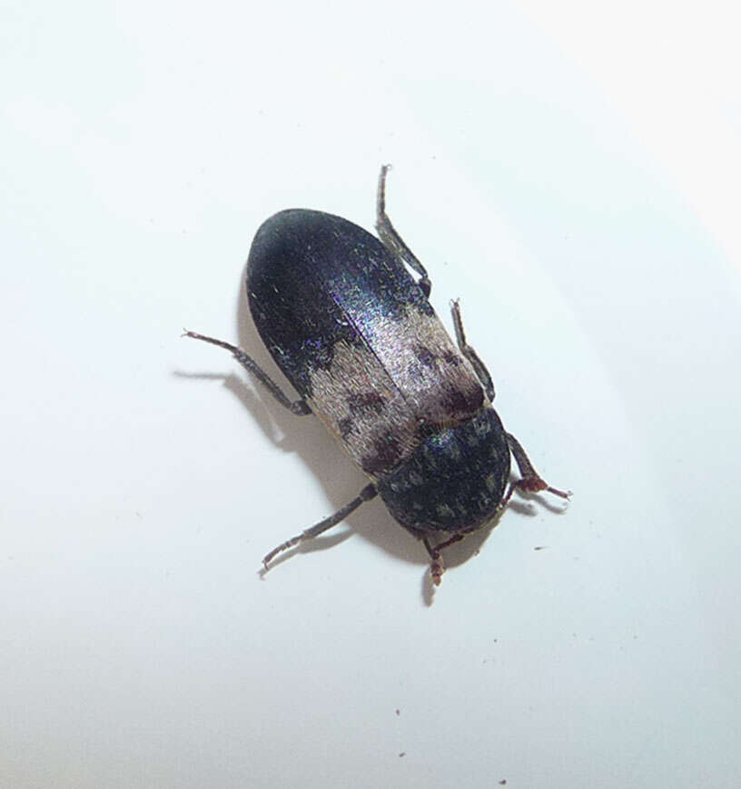 Image of larder beetle