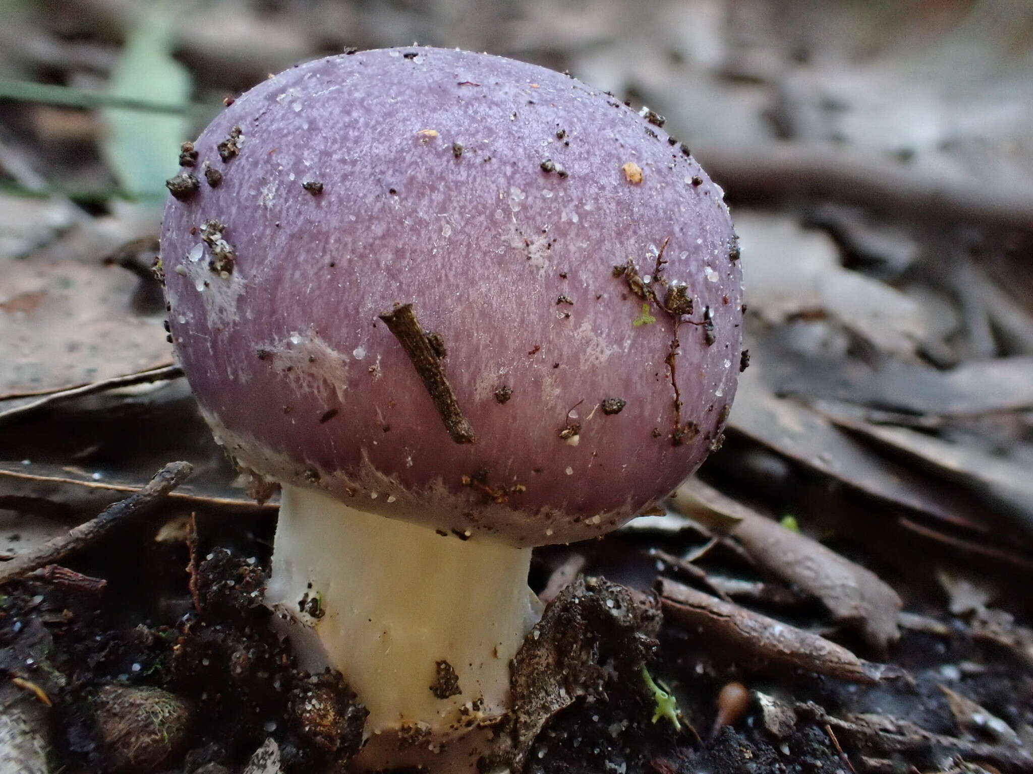 Plancia ëd Cortinarius roseolilacinus (Bougher, Fuhrer & E. Horak) Peintner, E. Horak, M. M. Moser & Vilgalys 2002