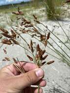 Imagem de Fimbristylis caroliniana (Lam.) Fernald