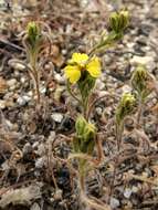 Image of threeray tarweed