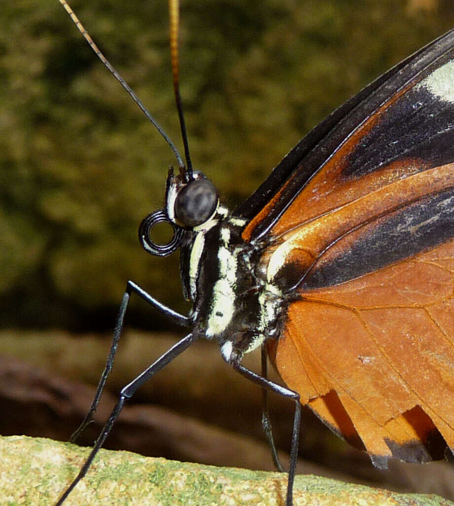 Image of Heliconius hecale Fabricius 1775