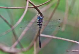 Image of Macromia cincta Rambur 1842