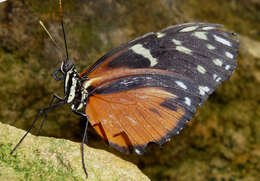 Image of Heliconius hecale Fabricius 1775