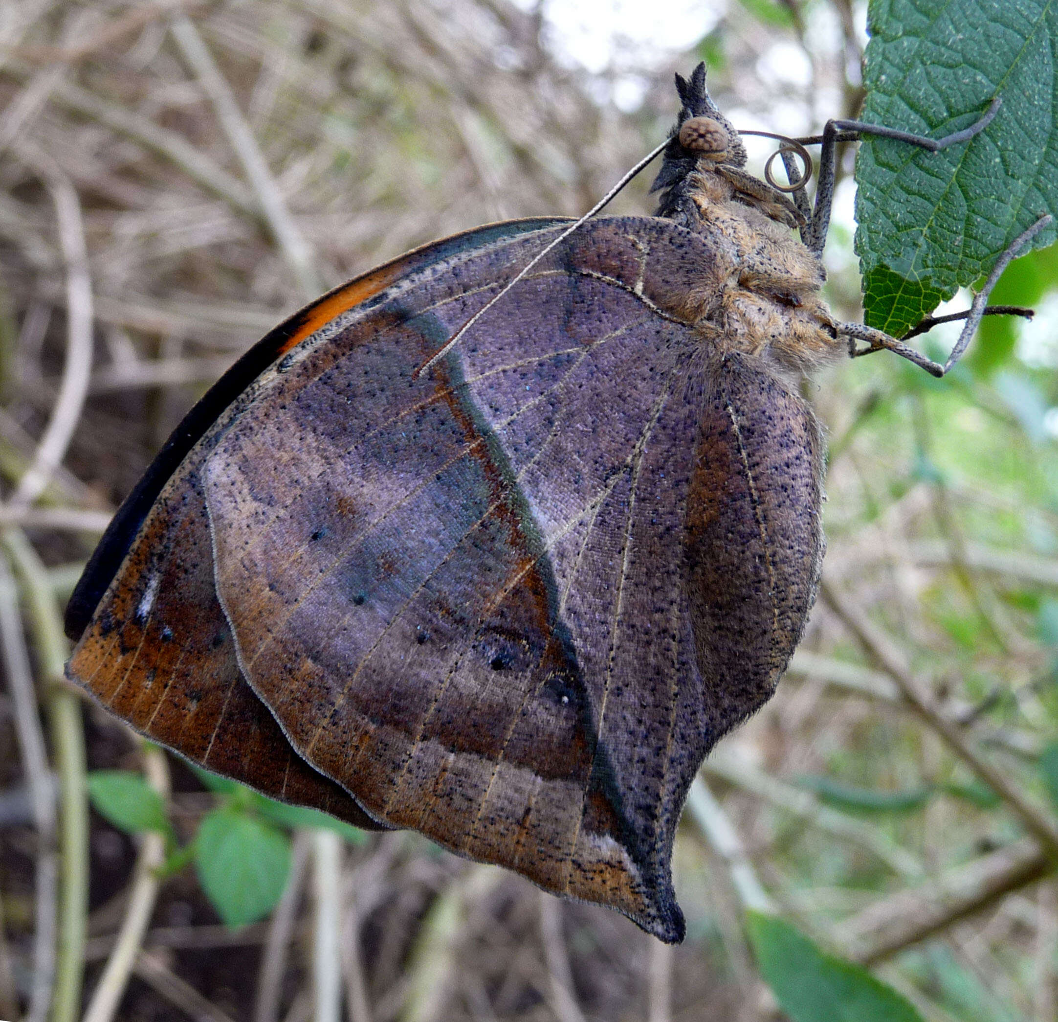 Kallima inachus Boisduval 1836 resmi