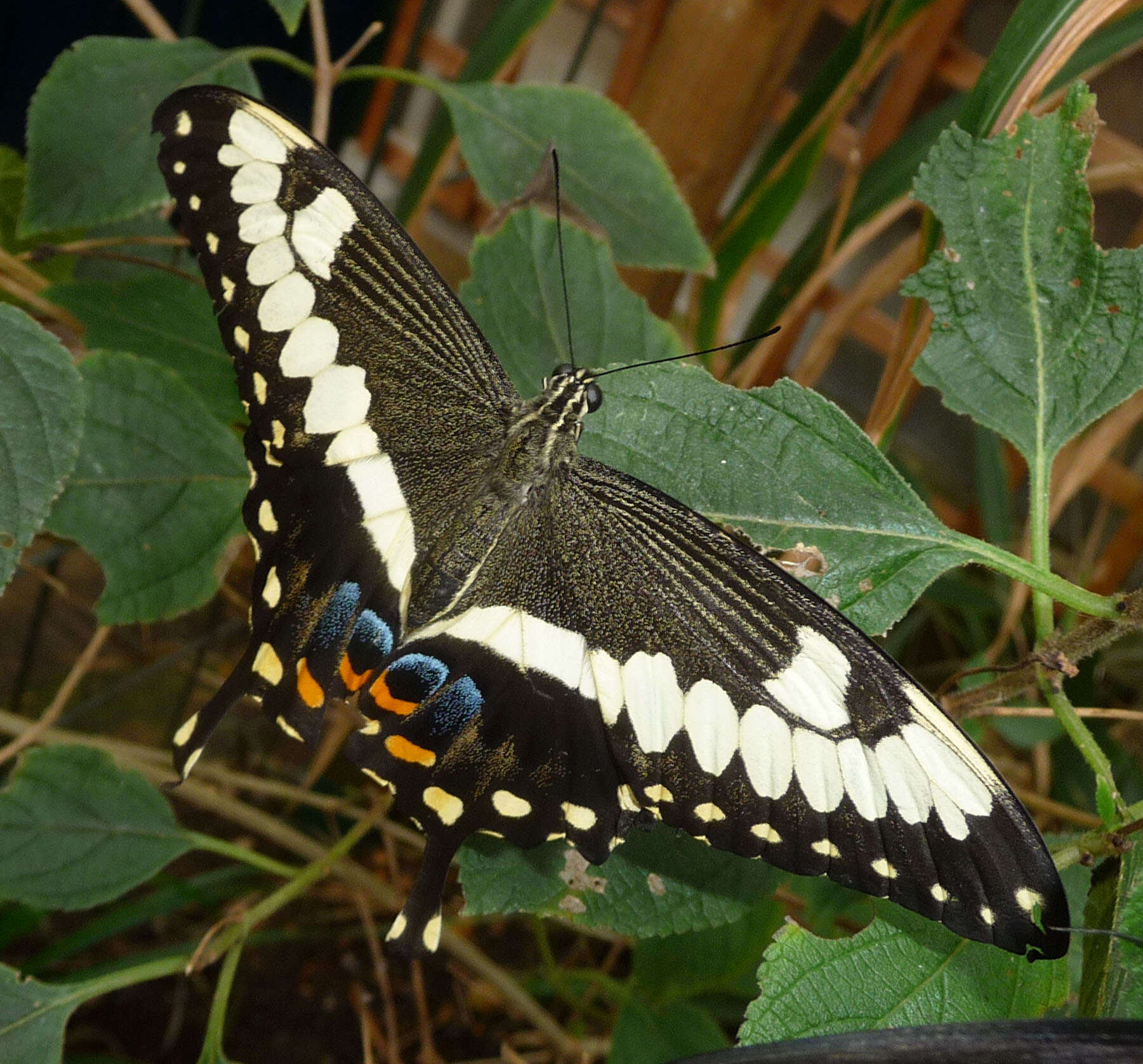 Sivun Papilio ophidicephalus Oberthür 1878 kuva