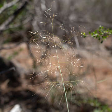 صورة Austrostipa platychaeta (Hughes) S. W. L. Jacobs & J. Everett