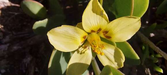 Image of Roepera cordifolia (L. fil.) Beier & Thulin