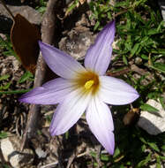 Image of crocus-leaved ROMULEA