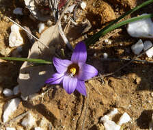 Image of crocus-leaved ROMULEA