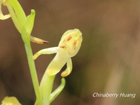 Слика од Platanthera minor (Miq.) Rchb. fil.