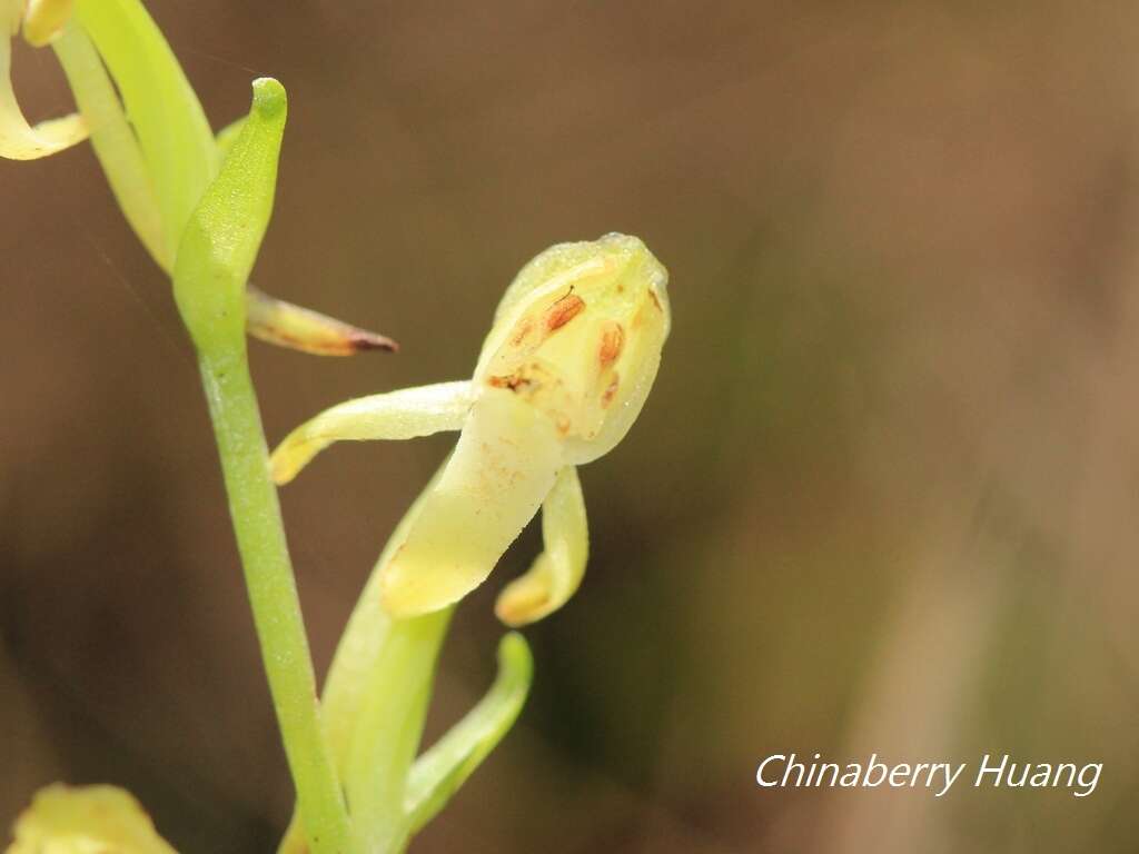 Слика од Platanthera minor (Miq.) Rchb. fil.