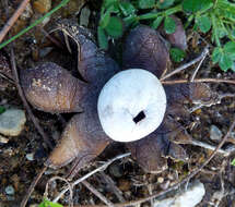 Image of False Earthstar