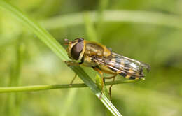 Plancia ëd Syrphus ribesii (Linnaeus 1758)