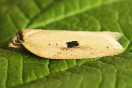 Imagem de Acleris lorquiniana Duponchel 1834