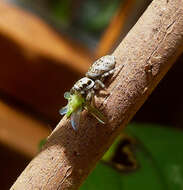 Image of Zebra spider