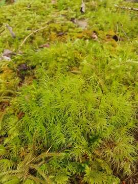 Image of dicranum moss