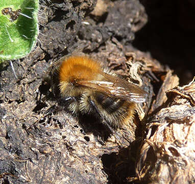 Image of Common carder bumblebee