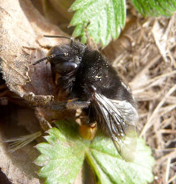 Image of Anthophora plumipes (Pallas 1772)