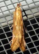 Image of Moth