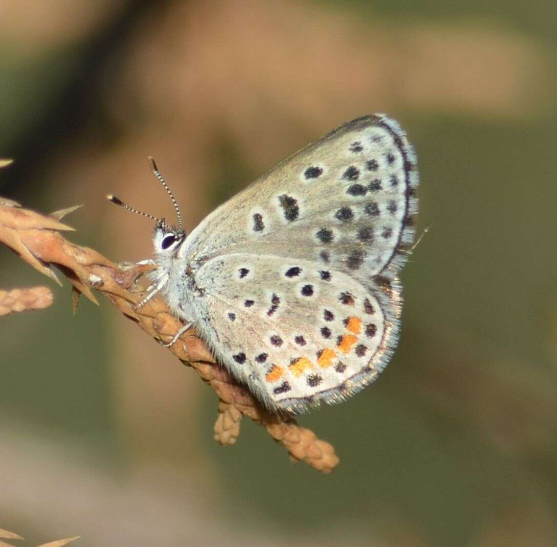 <i>Euphilotes centralis</i>的圖片