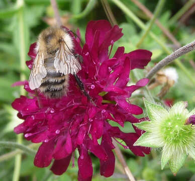 Image of Brown-banded carder bee