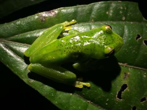 Image of Subaúma Canebrake Tree Frog