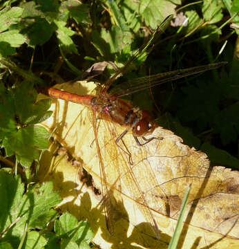 Image of Common Darter