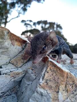 Sivun Antechinus agilis Dickman, Parnaby, Crowther & King 1998 kuva