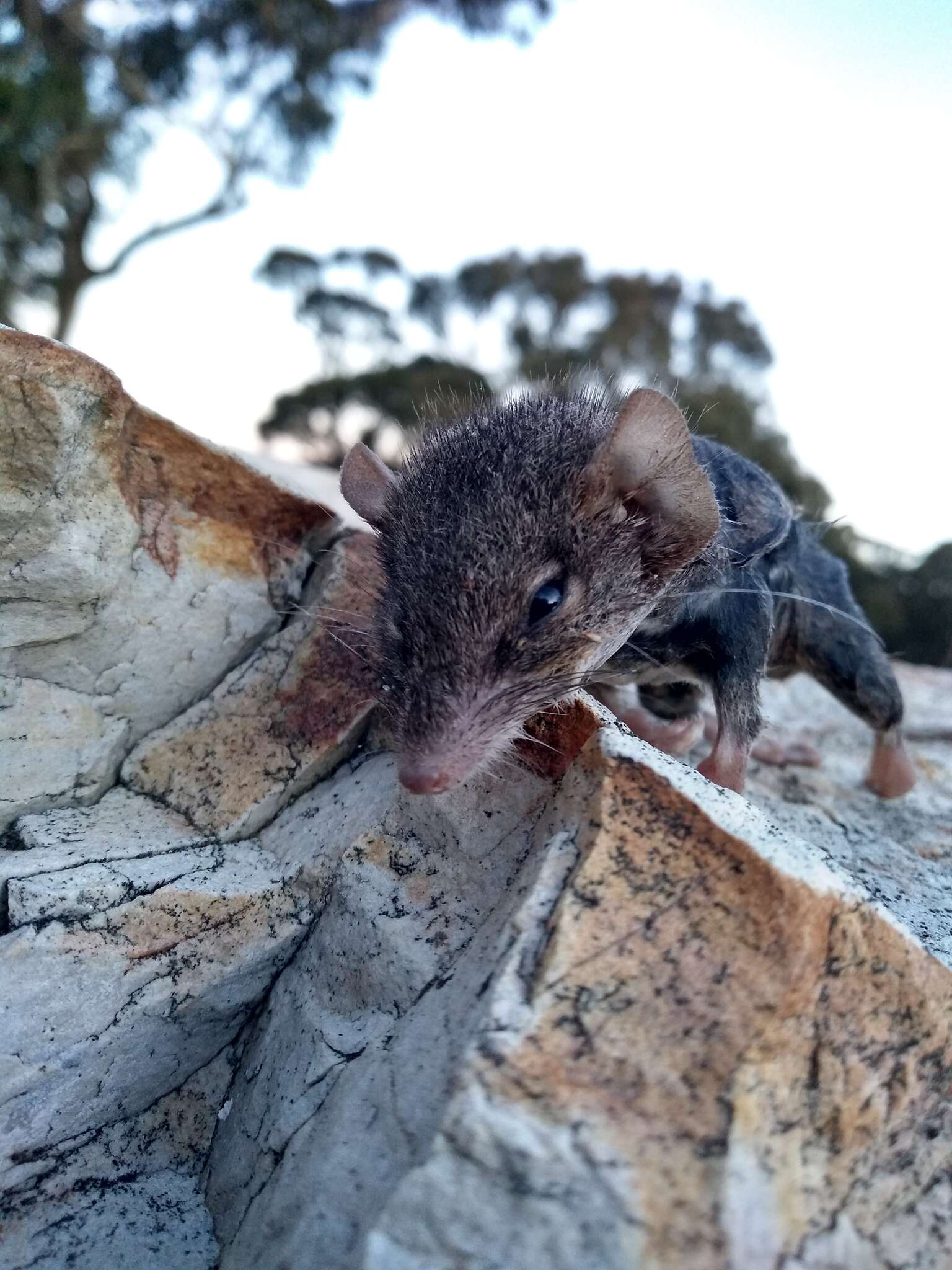 Image of Agile Antechinus